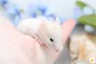 Zauberhafte zahme Goldhamster und Teddyhamster